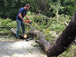 Best Root Management and Removal  in Paden City, WV