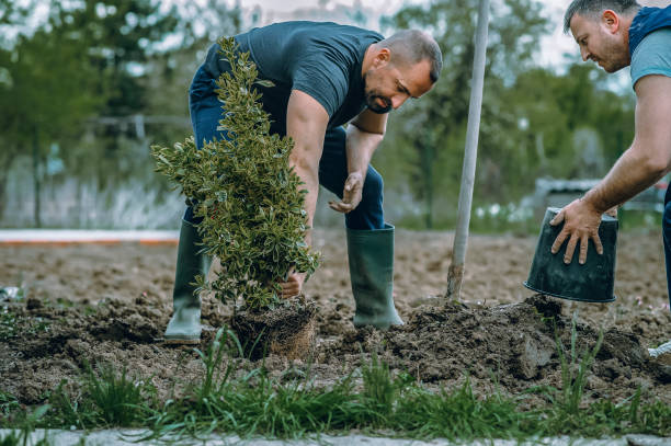 Best Tree Trimming and Pruning  in Paden City, WV