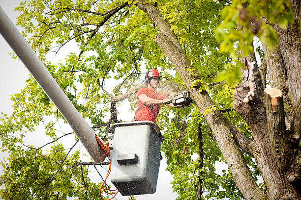 Professional Tree Services in Paden City, WV