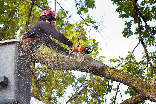Best Lawn Pest Prevention  in Paden City, WV