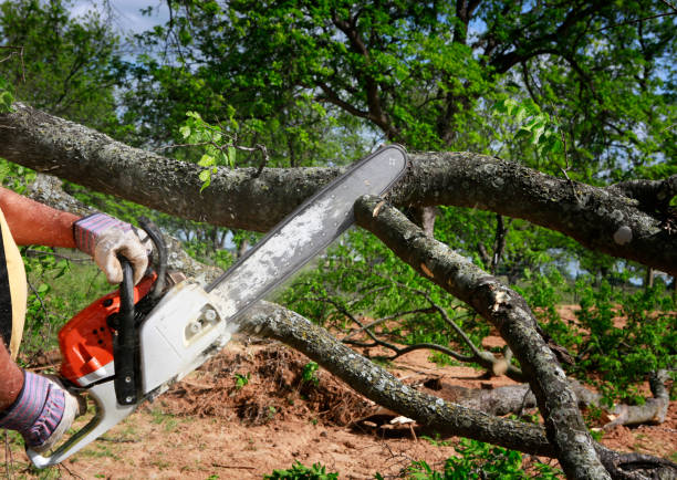 Best Hazardous Tree Removal  in Paden City, WV