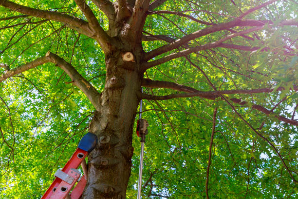 How Our Tree Care Process Works  in  Paden City, WV